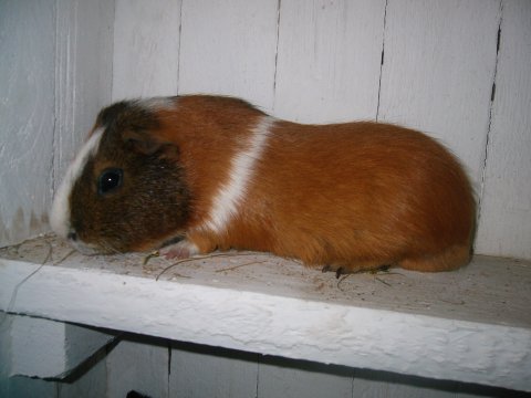 marsvin