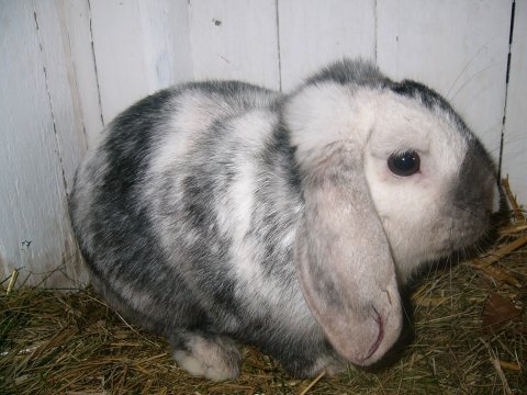 Lundin