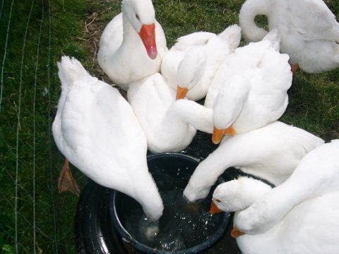 gæs