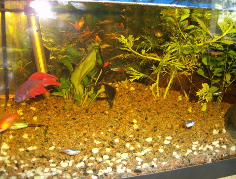 akvariet