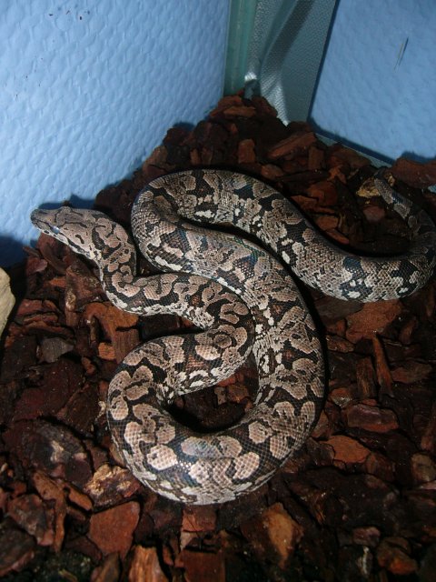 boa