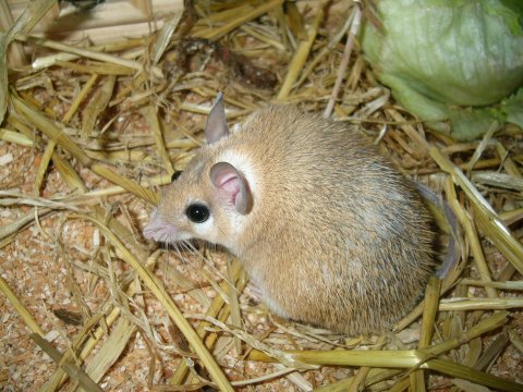 pigmus