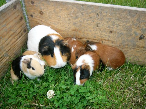 marsvine familie