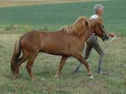 Hest Hest
