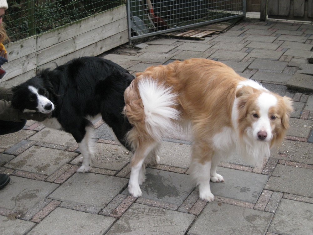 Brace Yourself - border collie hvalpe