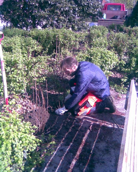 Plantning af buske