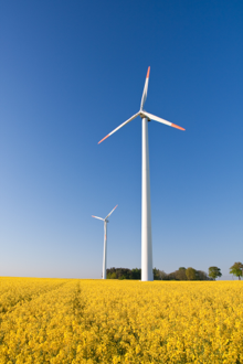 Wind Turbine Generator in yellow field