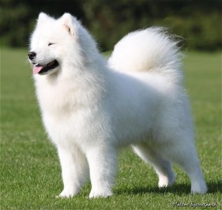 White Samara's Prince Audi