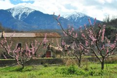 Canigou set fra Chemin de Canoha