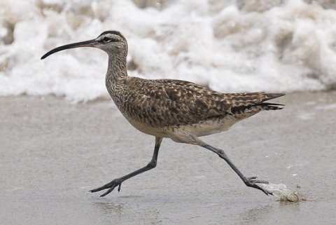 Regenbrachvogel