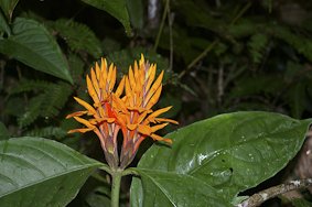 Flores de Silvestre