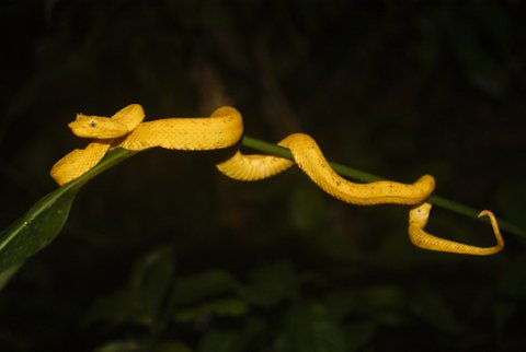 gelbe Greifschwanzlanzenotter
