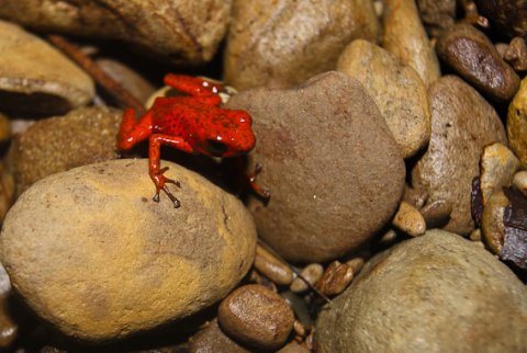 roter Pfeigiftfrosch