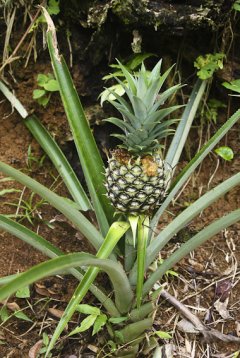 Ananas