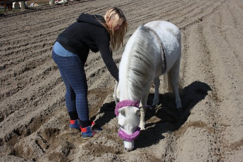 Venskabslegen