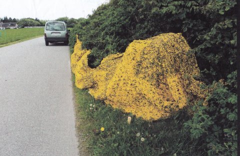 Strik i natur