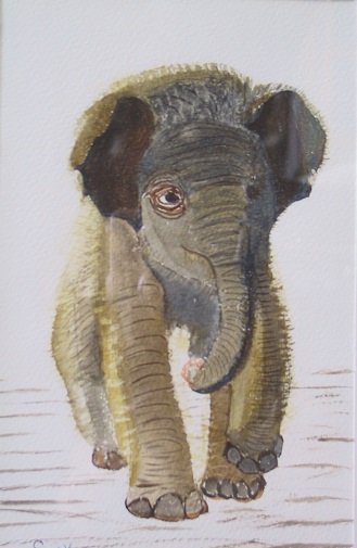 Elefant unge i akvarel,
