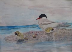 Terner på stranden