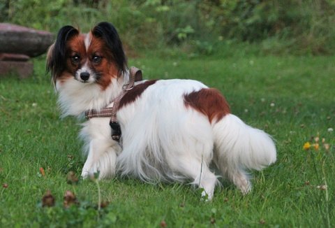 N&aring; er jeg spent p&aring; hvor mange mageboere Kanutten har.