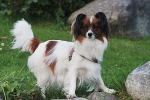 8 uker p&aring; vei.