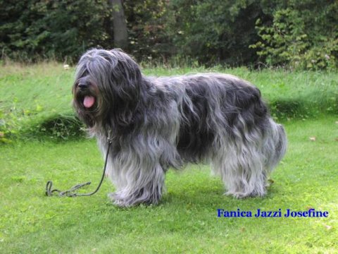 Schapendoes - Fanica Jazzi Josefine