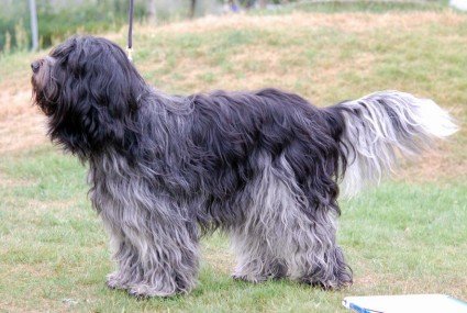 Schapendoes - Fanica Lili Lucia