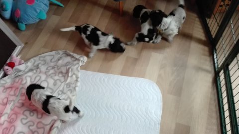 3uger