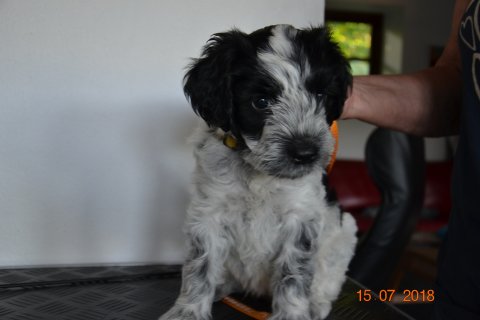 Izzy
