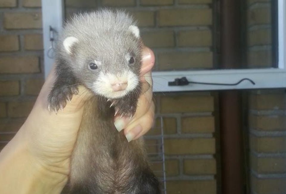 Fritteihjemmet fritteihjemmet