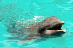 Delfin